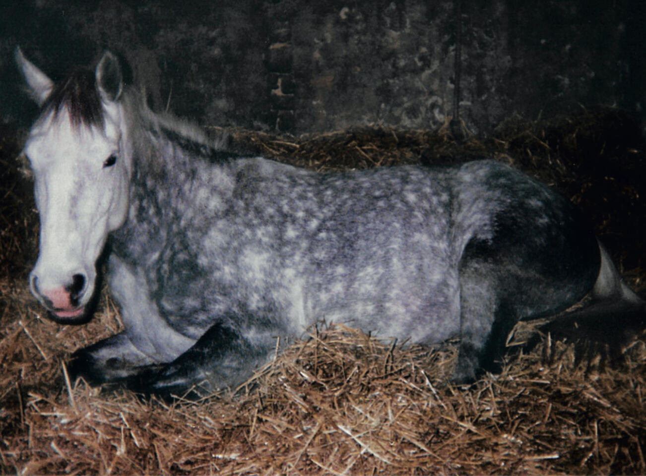 Sesky enjoying her morning rest