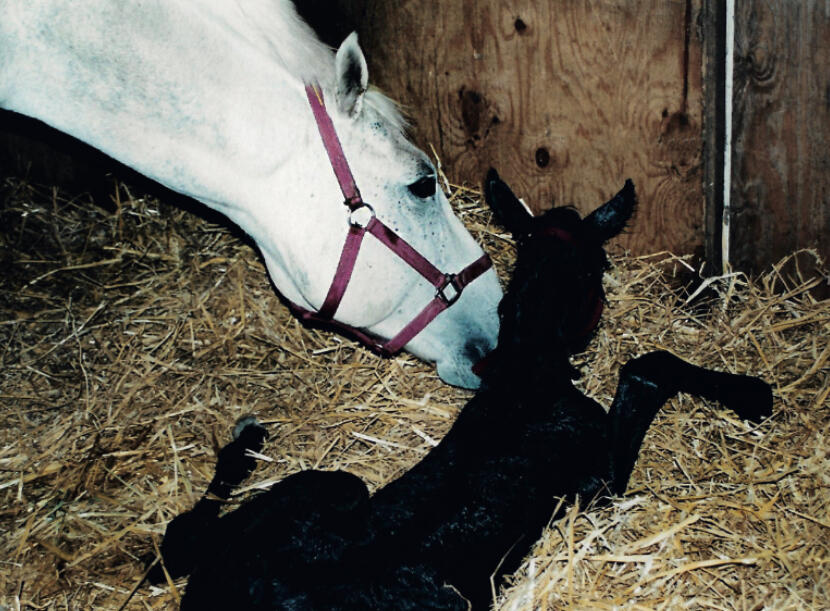 Sesky with her foal, April 1997