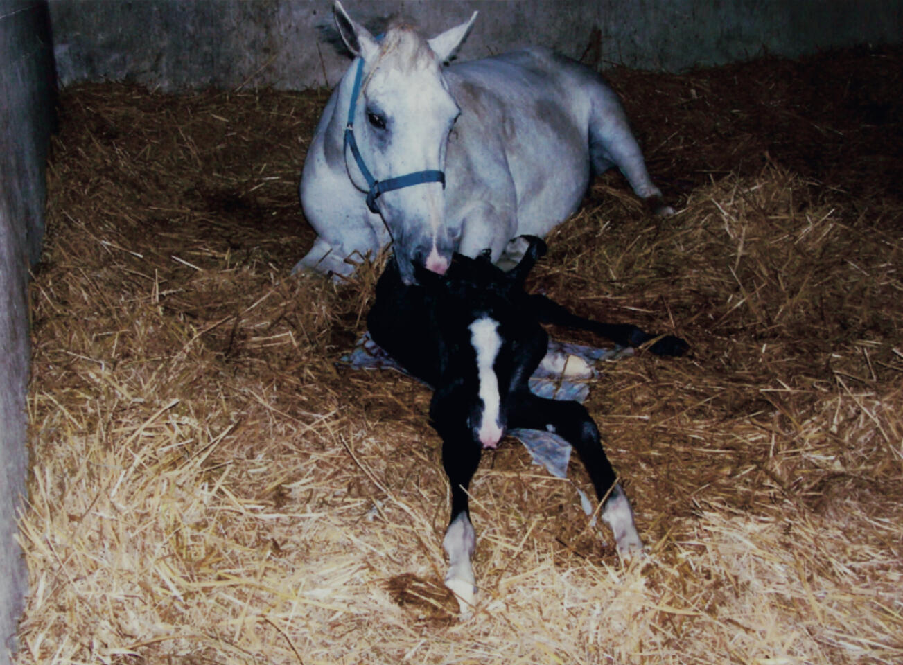 Sesky with Adonis just after he was born
